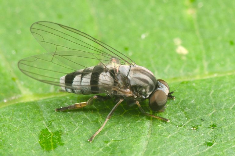 Een vrouwtje van de bonte hertenzwambreedvoet (Paraplatypeza bicincta)