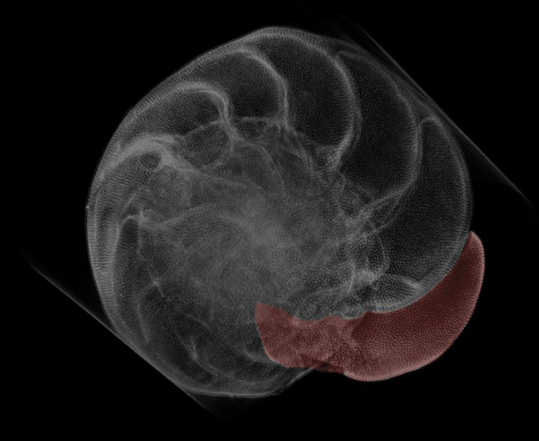 Een microscan van een foram uit een van Dämmers experimenten. De resolutie van dergelijke scans maakt het mogelijk de hoeveelheid calciumcarbonaat (hier in rood) te kwantificeren die het foram tijdens experimenten maakt