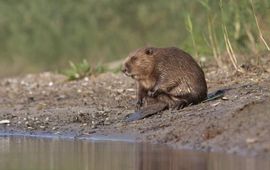 Mark Zekhuis, Saxifraga Bever