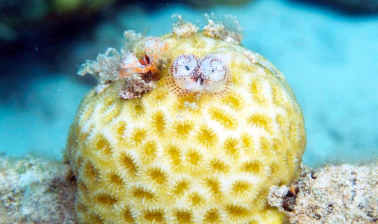 A newly discovered association of two small Christmas tree worms (Spirobranchus polycerus) on top of a golf ball coral (Favia fragum) on the reef flat of Bonaire in less than 2 m depth. Both species are common but have previously not been reported in symbiosis.