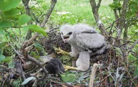 Buizerd