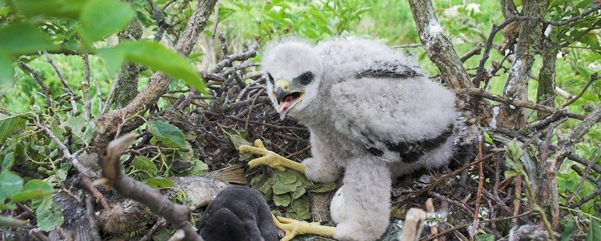 Buizerd