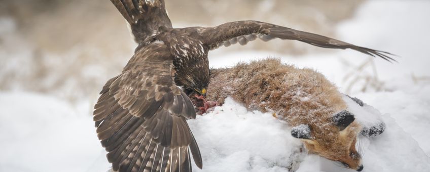 Buizerd op vossenkadaver