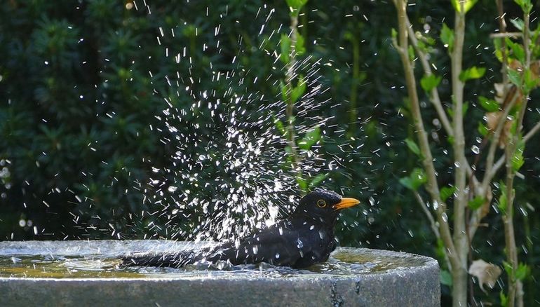 Een lage waterschaal is ook op het balkon onmisbaar voor vogels