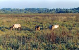 Koniks in duinriet in 't Zand (Rangerwaard-west) 1995