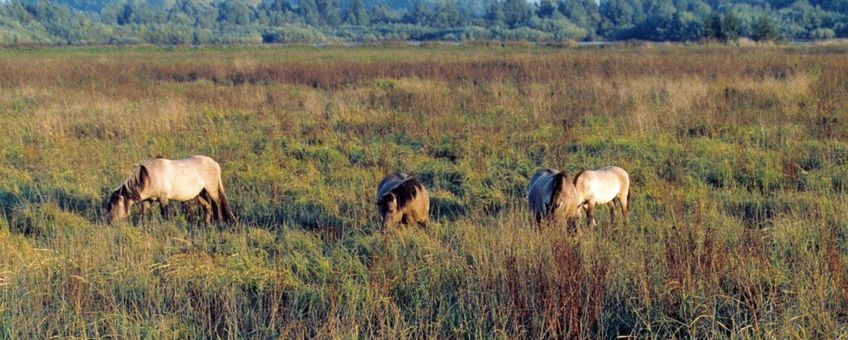 Koniks in duinriet in 't Zand (Rangerwaard-west) 1995