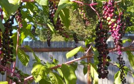 Phytolacca americana clusters