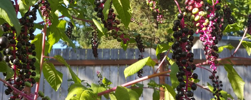 Phytolacca americana clusters