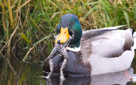 Vogelbescherming Nederland