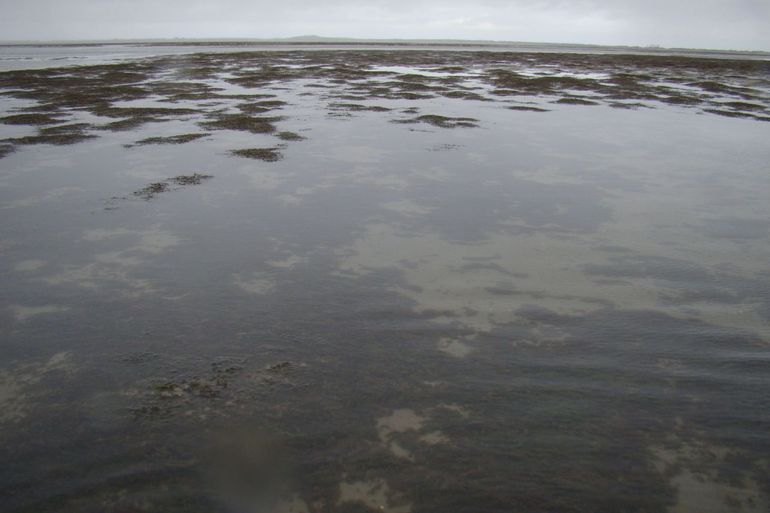 Tijdens hoogwater lijken de riffen op onderwaterbossen