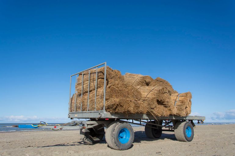 Riet uit Westzaan ligt klaar op de kar