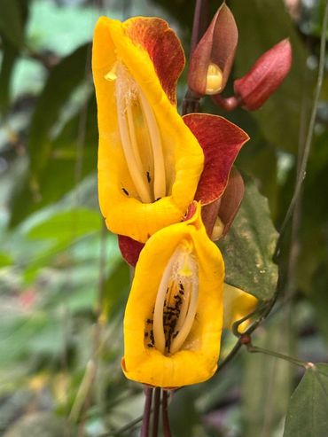 Bloemen van de Indiase klokwinde vol Witvoetmieren