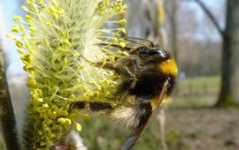 Tuinhommel op wilgenkatje