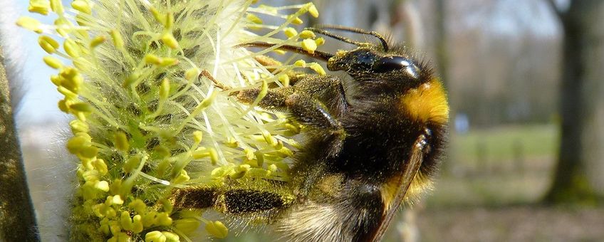 Tuinhommel op wilgenkatje