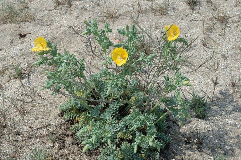 Gele hoornpapaver