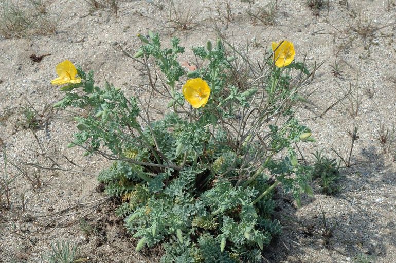 Gele hoornpapaver