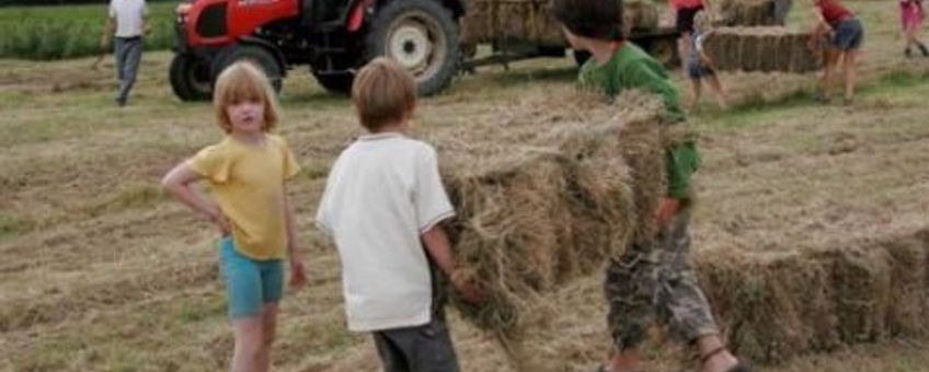 Kids halen hooi binnen Steenbruggen