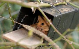 Dennis Wansink Hazelmuis in nestbuis (Foto Dick Klees)