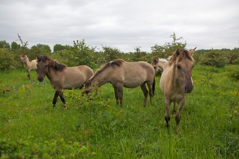 Konikpaarden in de Gelderse Poort bij Nijmegen