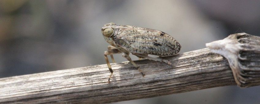 Issus coleoptratus, cicade
