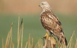 Filip De Ruwe Ruigpootbuizerd (eenmalig gebruik)