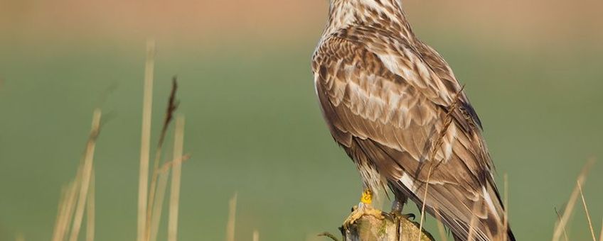 Ruigpootbuizerd (eenmalig gebruik)