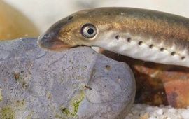 Waterschap De Dommel Eenmalig gebruik Beekprik thumbnail