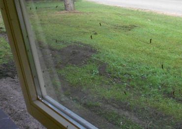 Zo'n vijftig vrouwelijke steekmuggen op het raam