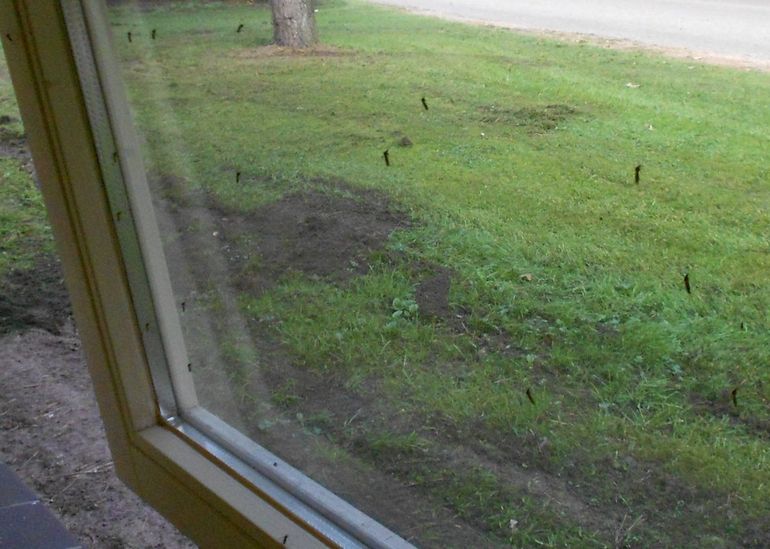 Groot aantal huissteekmuggen op raam