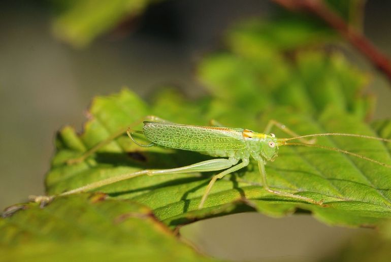 Boomsprinkhaan, volwassen mannetje