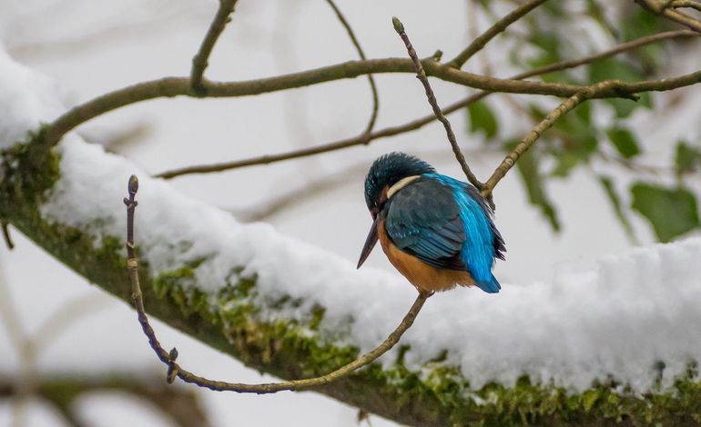 IJsvogel 