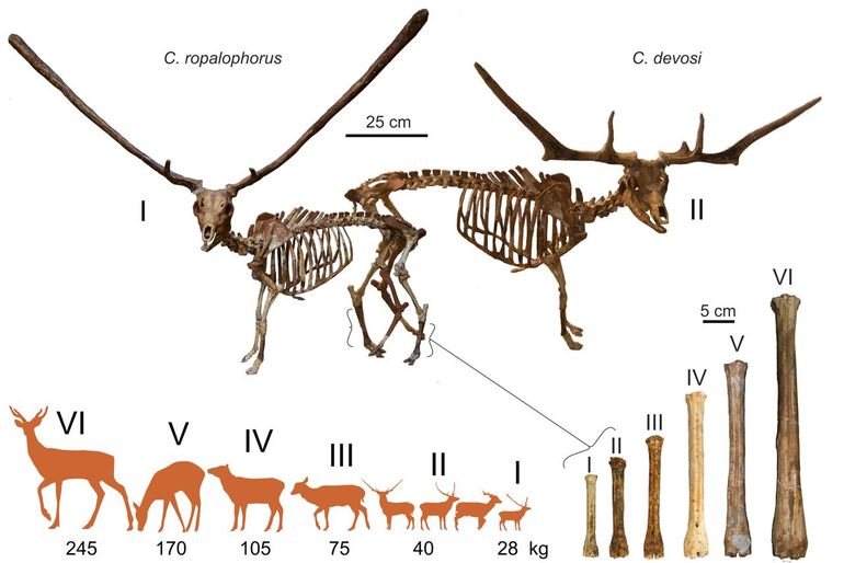 De middenvoetsbeenderen van zes van de acht hertensoorten op Kreta (rechtsonder), met skeletten van twee van de kleine soorten. Door deze botten te vergelijken kan de grootte van een hertensoort geschat worden