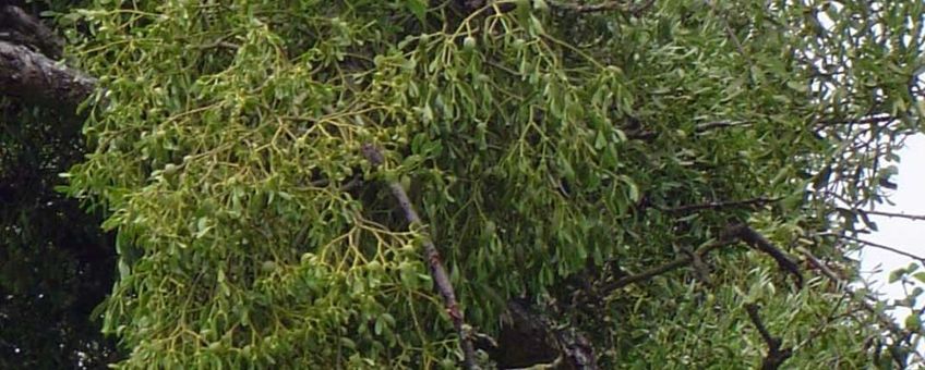 Maretak in oude appelboom (foto: Toubib, GNU-FD licentie)