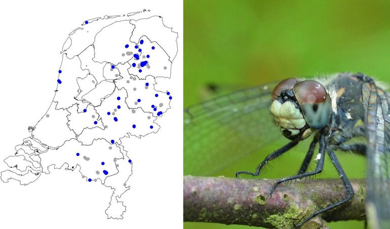 Verspreiding oostelijke witsnuitlibel vanaf 2018. De blauwe stippen zijn meldingen uit 2025