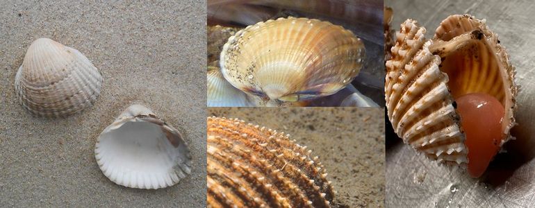 De bekende Kokkel (links en midden boven) wordt circa 4 centimeter. De Gedoornde hartschelp (rechts en midden onder) wordt bijna dubbel zo groot. Opvallend zijn de stekelige doorns op de ribben, die Kokkels missen
