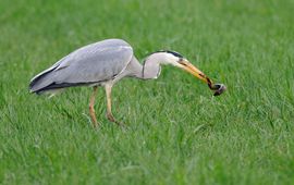 Blauwe reiger met grote modderkruiper als prooi