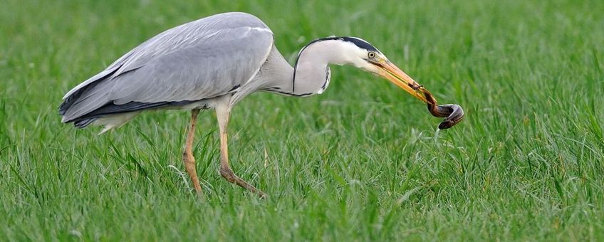 Blauwe reiger met grote modderkruiper als prooi