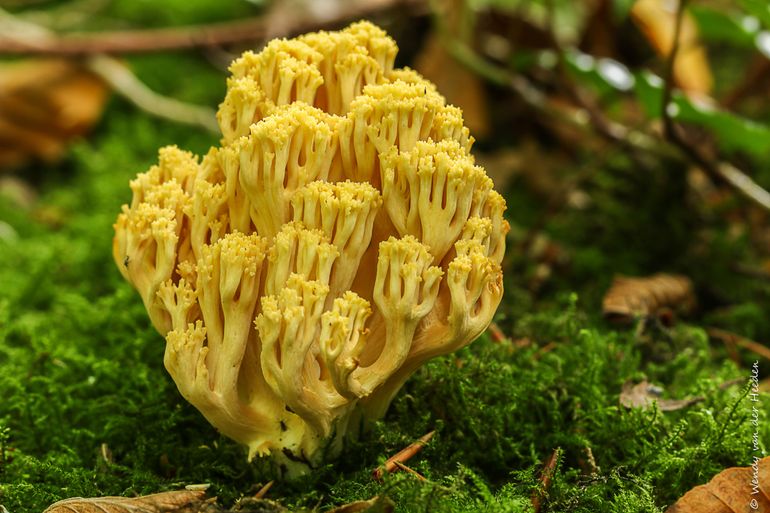 Ramaria krieglsteineri