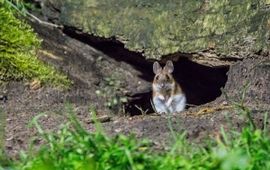 Apodemus flavicollis, Grote bosmuis, adult, Vledder,