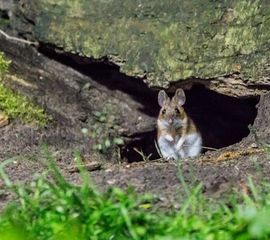 Apodemus flavicollis, Grote bosmuis, adult, Vledder,