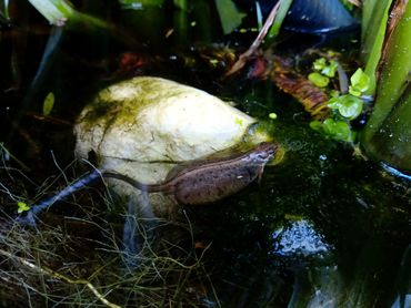Kleine watersalamander met symptomen van 'bloating': het opzwellen van dieren, mogelijk ten gevolge van vochtophoping in het lichaam
