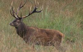 Groot Bruinderink Edelhert_Groot_Bruinderink