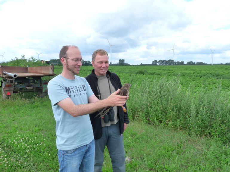 De zojuist gezenderde Astrid wordt losgelaten door de lokale kiekendiefbeschermer René Fonger (links) en Stefan Fischer van de Staatliche Vogelschutzwarte Steckby (rechts), 2012