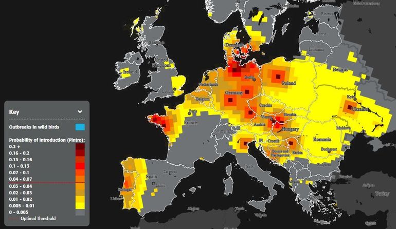 De Bird Flu Radar laat wekelijks de kans zien op introducties van hoogpathogene vogelgriep door trekvogels in Europa. Hoe roder, hoe groter de kans