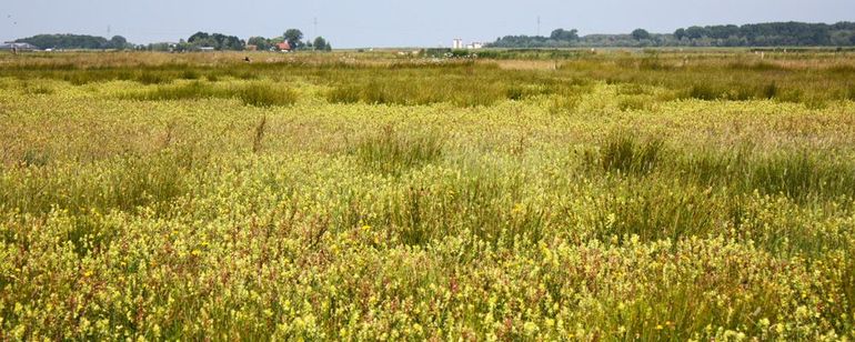 Tussen de bloeiende grote ratelaar neemt de pitrus steeds meer ruimte in