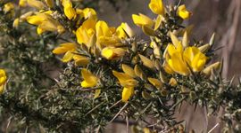 Gaspeldoorn Saxifraga