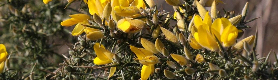 Gaspeldoorn Saxifraga