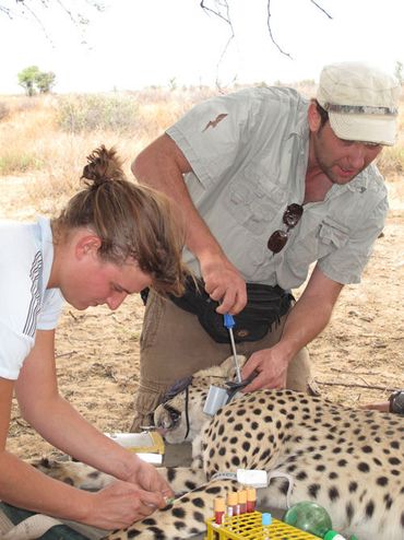 Researchers handling a cheetah