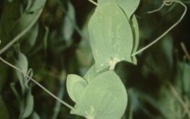 Naakte lathyrus. Foto vrij te gebruiken zonder beperkingen.