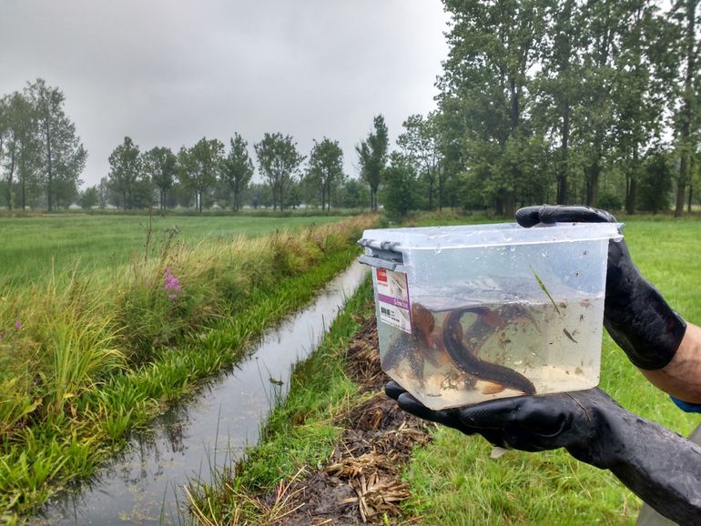 Vooronderzoek in de randsloten bij Oud Schaik leverde nieuwe vindplaatsen op voor grote modderkruipers